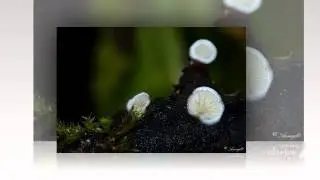 Crepidotus versutus - fungi kingdom