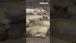 Sunday afternoon is perfect for a nap. #wildearth #lions #sleeping #sunday #nap