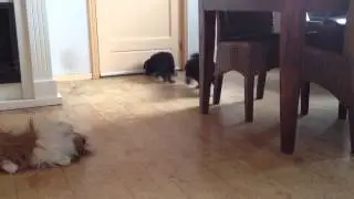 Caterstede ODH pups week 5