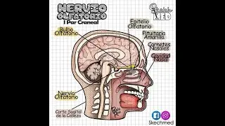 SENTIDOS ESPECIALES OLFATO - Tortora Derickson - Propedeutico