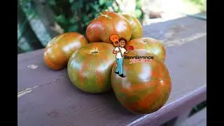 Try Zebra Ezel Tomato If You Want Great Salsa. Beautiful, Prolific!