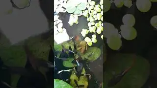 Water lily #guppy #pond #fish #waterlily #guppies #aquarium #flowers #guppiesfish #guppiesfish