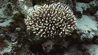 Blue Green Damselfish