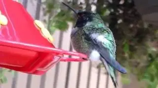 hummingbird in torpor 1 18 2015