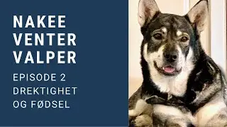 Nakee venter valper, Episode 2