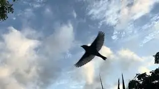 Relaxing Aruba Island Background &ndash; Sky | No Sound