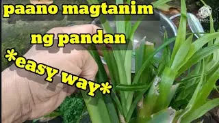 How to plant pandan in 3 minutes.PAANO MAGTANIM NG PANDAN.EFFECTIVE WAY.