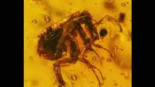 Dominican Amber Fossil Extremely Rare Specimen of Flea