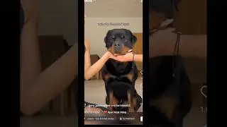 🐶❌ &ldquo;Hands in&rdquo; trend FAIL #doberman #pet #shorts #fail #short