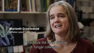 Westerdijk Institute: Passionate about Fungi