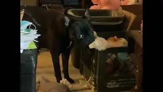 Milo wants Merdog