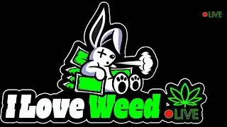 What's your favorite bird? #baygull #highdough #iloveweedlive