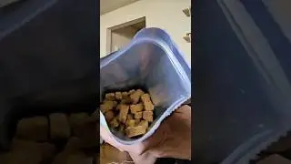 Помощь собакам с постоянным зудом #собака #здоровьепитомцев #добавкидлясобак #советыпоуходузапито...