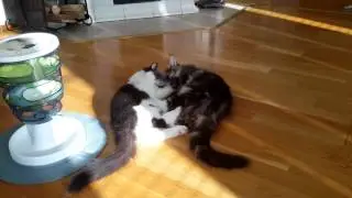 Hoo-Daddy & Lim-Bo-Legs playing