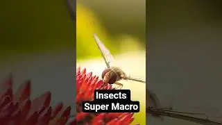 🐝Incredible Super Macro Insect Close-Ups #macroinsects #shorts
