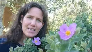 Tamara Hiller on Rock Rose