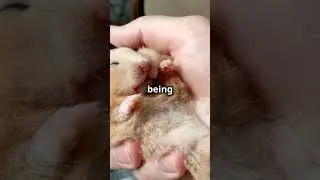 Do Hamsters Actually Enjoy Cuddles?