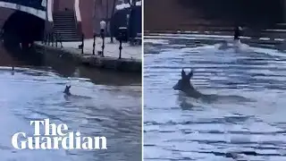 Female deer spotted swimming in canal in inner city Manchester