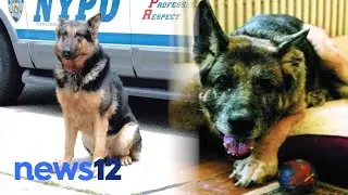The Dogs of 9/11 Part 2: NYPD officers from LI, K-9s helped bring closure to families | News 12
