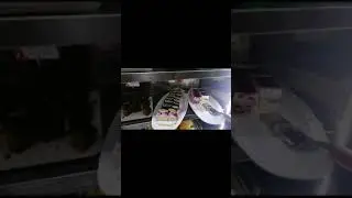 Absolute Barbecue l Dera Dubai l #shorts