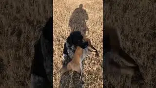 Dog killed the fox 🦊🦊🦊