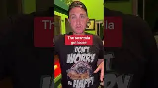 My Pet Tarantula Escaped!!! 😱🕷️#shorts #tarantula