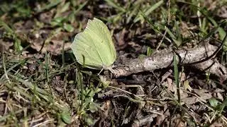 Minute Insecte : Papillon Citron