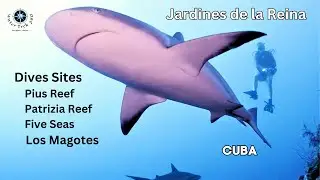 Jardines de la Reina - Great Reef Dive Sites