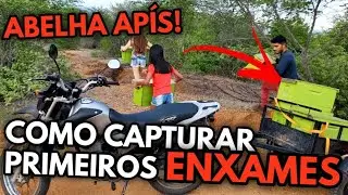 COMO CAPTURAR OS PRIMEIROS ENXAMES! - ABELHA AP&Iacute;S!