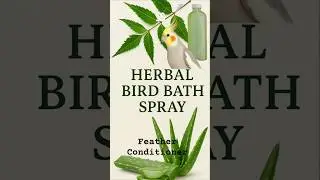 How to make harbal bird bath spray / 🪶 Conditioner #featherybabies #HarbalSpray #Parrot