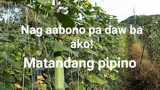 Paano mag. Abono sa matandang pipino.