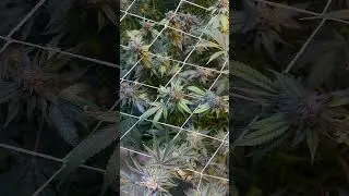 Jetfuel gelato (Candy Fumez) #indoorgardening #nycvlog #indoorplants #naturalfarming