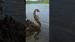 Duck Dance #trending #duckadventures #duckdance #duckadventures #travel #funny #comedy #newzealand