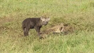 Hyena cubs being suckled at their den