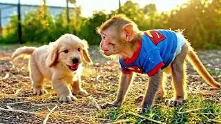 Monkey Farmer Harvests Strawberries and Cares for an Adorable Baby Cow  | Monkey Farm Work