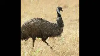 #EmuWar #TheGreatEmuWar #AustralianEmuWar4. #EmuVsHuman  #WeLostToEmus #EmuFacts #StrangeWars