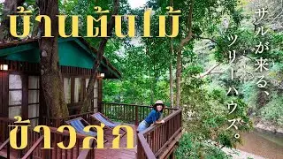 คนญี่ปุ่นประทับใจ!พักบ้านต้นไม้ที่ลิงมาเล่น🐵ธรรมชาติยิ่งใหญ่ของเมืองไทย｜เขาสก　