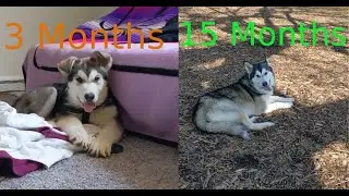 Alaskan Malamute Time-lapse | Puppy to Adult in 8 Minutes