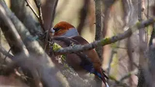 Beautiful Hawfinch Bird + Relaxing Piano Music and Birds Songs
