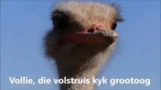 Oudtshoorn se prag volstruis