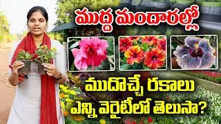Ganga bhavani nursery special plants | Various varieties of Hibiscuss plants | KKNewsTelugu