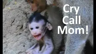 So Pity ! Baby Janet cry loudlly angry Spring catch| Janet bored under hand Spring.