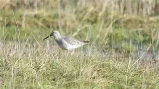 Stilt Sandpiper 04a Stanpit Marsh