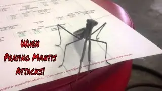 When Praying Mantis Attacks!