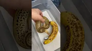 Животные с навыками, которые кажутся невозможными &mdash; номер 3 шокирует 😨