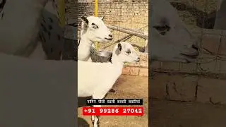 top Quality barbari goat kid's Sale