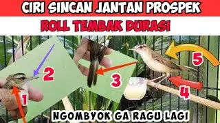 JANGAN ASAL PILIH INI CIRI-CIRI KERAK BASI ALIS HITAM SINCAN JANTAN BAGUS PROSPEK