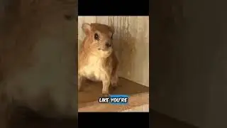 #funny #hyrax #comedy