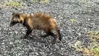 佐渡にいる一番大きな野生動物Sado Island Wildlife．