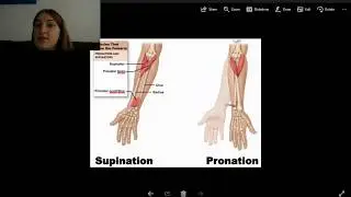 The First Basics -  Human Osteology